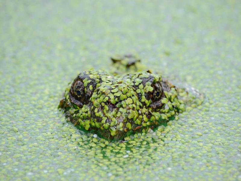 奥尔特云<br>lyd4nhjn.cn 彗星冰窖探访